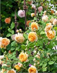  ??  ?? Feine Dame ganz in Gelb Die Englische Rose 'Teasing Georgia' wächst bis zu eineinhalb Meter hoch und entzückt mit gefüllter Blüte und schönem Gelbton.