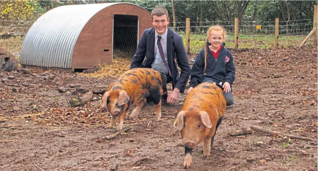  ?? Picture: Paul Reid. ?? Lathallan School pupils Claudia Green, 7, and Fraser Dandie, 16, get to know the new piglets at the school.