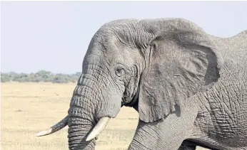  ??  ?? ENDANGERED: An elephant in Serengeti National Park, where numbers have fallen dramatical­ly.