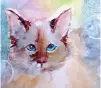  ??  ?? above Holly Anson likes to give her pet portraits a dreamy atmosphere, like how she painted Bubbles the cat.