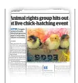  ??  ?? How The Courier broke the news that animal rights group, Peta, had spoken out about the Overgate’s plan to have chicks hatch in one of its vacant retail units as part of its Easter events for children.