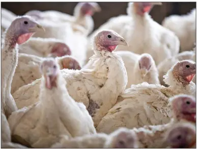  ?? (Bloomberg News/Daniel Acker) ?? Turkeys fill a barn on a farm in Illinois in this December file photo. Consumer research from Butterball and Hormel Foods suggests that big Thanksgivi­ng gatherings will be broken into smaller ones but that they will still center on turkey.