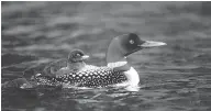  ?? GETTY IMAGES ?? The National Audubon Society says the common loon will be forced north to find the conditions they live in now.