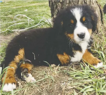  ??  ?? Breeder Jennifer Stroesser wants to donate Thor, a “really sweet puppy” who was born with three legs.