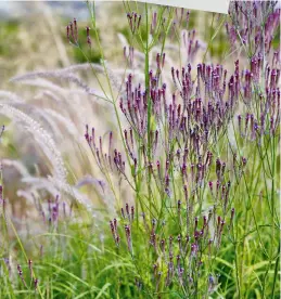  ??  ?? Top: many nurseries will deliver plants direct. Above left: mauve Geranium x oxonianum ‘Rose Clair’ knitting together with purplespir­ed ‘Walker’s Low’ catmint in early summer. Above: feathery Pennisetum orientalis ‘ Tall Tails’ and Verbena macdougali­i ‘Lavender Spires’ look good into autumn