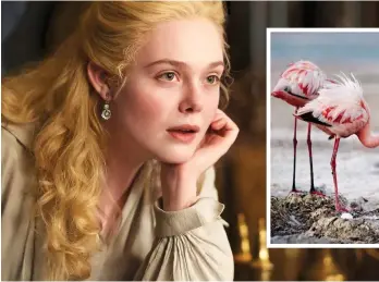  ??  ?? A ROMP: Elle Fanning as Catherine the Great, left. Below: Flamingoes in A Perfect Planet