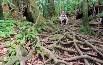  ??  ?? St. Kitts Mount Liamuigs