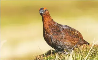  ??  ?? Placing water along moorland tracks may give grouse a drink but is it giving them anything else?