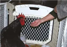  ??  ?? Elaine (far right) gives a sick rooster his medicine (enclosed in some bread) as the bird recovers in their chicken hospital.