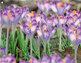  ??  ?? 4 Sărutate de
soare, brândușele (Crocus tommasinia­nus) luminează grădina. ‘Pictus’ înflorește din luna februarie până în martie. Petalele au vârfuri de un lila închis