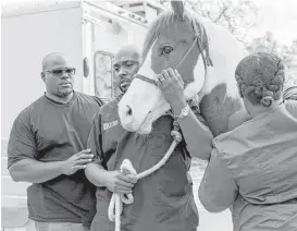  ?? Leslie Plaza Johnson ?? James Cornish watches as Dr. Aubrey Ross, center, and his assistant Ebony Price administer vaccines to his horse, Rambo. Cornish expects to take 30 horses on the trek to the Houston Livestock Show and Rodeo.