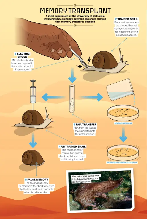  ?? ?? Memories were transplant­ed into Aplysia californic­a, the California sea hare SENSORY NEURONS INCREASED NEURON EXCITABILI­TY