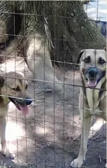  ?? ?? ABOVE AND BELOW: Cody and Otis are two loveable dogs in KwaZulu-Natal in need of a loving forever home. They are a bonded pair, and must be homed together.