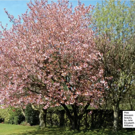  ?? ?? Pink blossom beauty, by Jane Elizabeth Williams