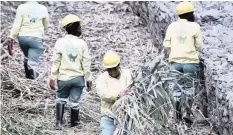  ?? | African News Agency (ANA) ?? WORKERS cut weeds in a wetlands at Colbyn Valley Nature Area in Tshwane. Protection of these areas is of great benefit to communitie­s, says the writer.