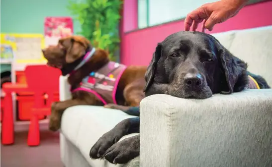  ?? ?? La selección de los animales para este programa se hace en base a su personalid­ad, no a su raza