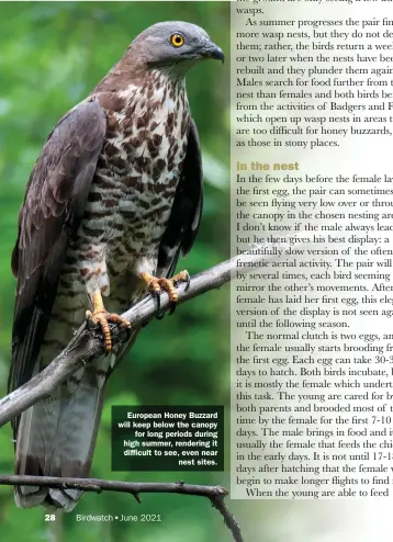  ??  ?? European Honey Buzzard will keep below the canopy for long periods during high summer, rendering it difficult to see, even near nest sites.