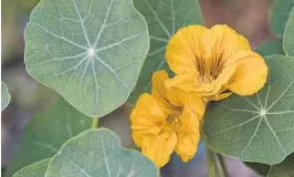  ?? KENNETH SETZER/COURTESY ?? Nasturtium flowers and leaves are ready to pick and eat.