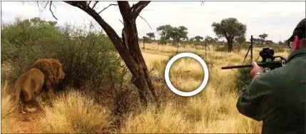  ??  ?? ‘CANNED HUNT’: The moment Briton Miles Wakefield shoots Simba with a tranquilli­ser dart in a fenced-off enclosure