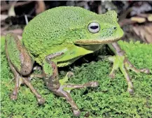  ?? — AFP photo ?? A new species of marsupial frog found during a research study developed in the moorland and humid forest of the Cordillera de Colan, in a protected area of the Amazon region in northeaste­rn Peru.