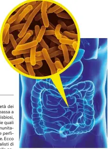  ??  ?? UN PATRIMONIO VARIABILEO­gni individuo ha specie batteriche differenti, che variano in base a etnia, dieta, età, stile di vita.