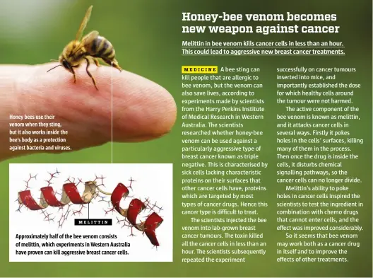  ??  ?? Honey bees use their venom when they sting, but it also works inside the bee’s body as a protection against bacteria and viruses.