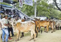  ?? ?? Habrá juzgamient­os bovinos brahman, gyr, doble propósito, concurso lechero, remate y exhibicion­es equina y ovinocapri­na.