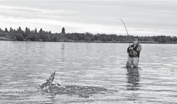  ?? PAUL A. SMITH / MIILWAUKEE JOURNAL SENTINEL ?? Dave Zeug fights a chum salmon while fishing on the Alagnak River near King Salmon, Alaska.