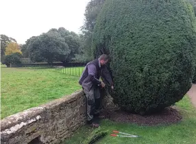  ??  ?? Tackling the 12 pairs of Irish yews which flank the east path of the cedar lawn at Montacute House