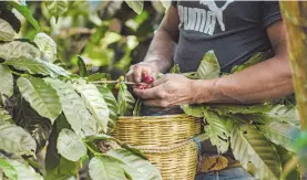  ?? CARLOS LÓPEZ/EFE ?? México es el duodécimo exportador de café a nivel mundial