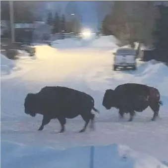  ?? HYTHE FIRE DEPARTMENT ?? Bison roam the streets in the northern village of Hythe Tuesday after getting free of a parked transport rig.