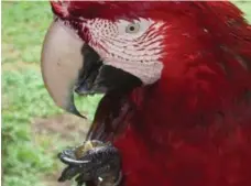  ??  ?? Macaws will eat toxic berries but then nibble on nutrient-rich mud to neutralize toxins.