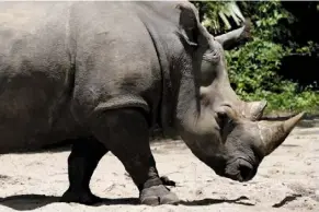  ?? —AP ?? Helen, a 30-year-old white rhino living in Walt disney World in Florida, showing off her fitness tracking device that’s fitted on her right ankle.