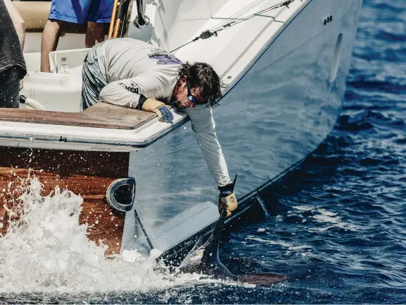  ??  ?? The moment of truth, as a blue marlin is released at the boat (above). These fish have evolved over millions of years to become one of the ocean’s apex predators. A marlin’s proportion­ally enormous eye (left) is heated by special cells in the brain,...