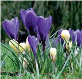  ??  ?? Purple reign: crocuses in bloom