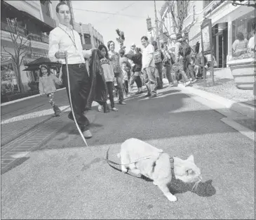  ?? Photos, Mel Melcon, Los Angeles Times ?? Vito Vincent, a ginger and white tabby, visits The Grove shopping centre in Los Angeles with Michael Lecrichia.