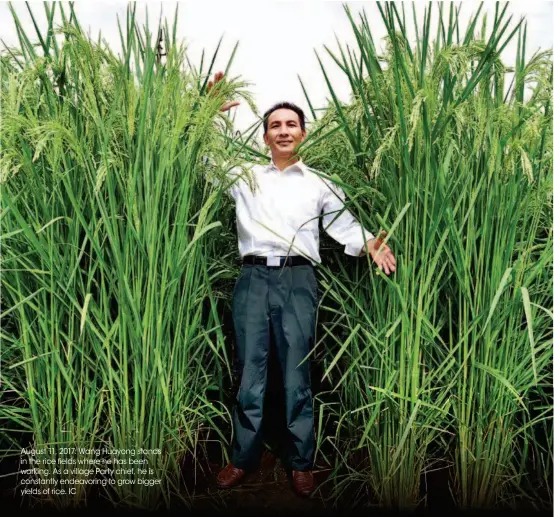  ??  ?? August 11, 2017: Wang Huayong stands in the rice fields where he has been working. As a village Party chief, he is constantly endeavorin­g to grow bigger yields of rice. IC
