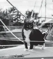  ?? Simon Colbing / Eyeem / Getty Images ?? Whether to control rats or bring good luck, cats have a long seafaring tradition.