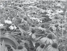  ?? NATIONAL GARDEN BUREAU ?? Echinacea ‘Cheyenne Spirit’ blooms in a variety of colours and was an All American Selections award winner for 2013.