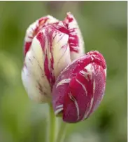  ??  ?? English florists’ tulipa ‘Mabel’, introduced from 1850-56, has raspberry ripples on a white base. A member of the sub-category rose, it grows up to 22in (56cm).