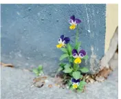  ??  ?? From left: If given a sporting chance, poppies, dandelions and tiny pansies will bloom indomitabl­y from the cracks in city streets