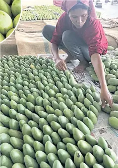  ??  ?? Suthin Aramrat grows mango trees on his 100 rai plot of land. He mostly plants the ok-rong mango variety. The fruit is small. Its size is about that of the fist of an adult. It has a strong fragrance and sharp, sweet taste. People like to have it with...