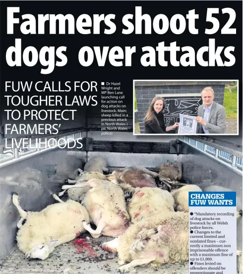  ??  ?? ■ Dr Hazel Wright and MP Ben Lane launching call for action on dog attacks on livestock. Main: sheep killed in a previous attack in North Wales ) pic North Wales police)