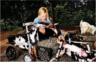  ?? PHOTOSCONT­RIB UTED BY AMY LOMBARD/THE NEW YORK TIMES ?? Leanne Lauricella owns a goat sanctuary in Annandale, N.J. Goats have become the hot new pet, not to mention a ubiquitous presence on Instagram.