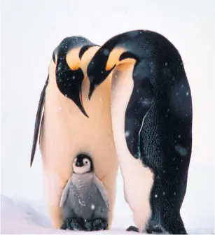  ??  ?? Emperor penguins tend to be devoted co-parents, putting equal energy into raising their progeny.