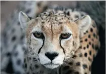  ?? VAHID SALEMI/ THE ASSOCIATED PRESS ?? A 7-year-old male Asiatic Cheetah, named ‘Koushki,’ crouches at the Miandasht Wildlife Refuge in Jajarm, northeaste­rn Iran.