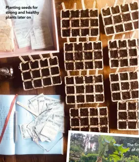  ?? ?? Planting seeds for strong and healthy plants later on