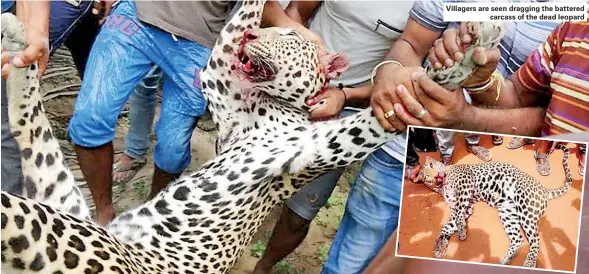  ??  ?? Villagers are seen dragging the battered carcass of the dead leopard