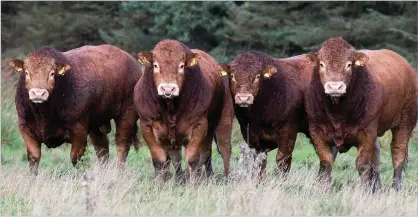  ?? Ref:RH27092207­8 ?? YOUNG 2021-BORN bulls showing potential for next years’ sales