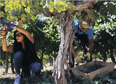  ??  ?? Picking grapes at Viu Manent in Chile’s Colchagua Valley, one visitor remarked: “You always drink the wine, but you don’t really know the process behind it.”